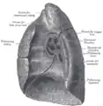 Mediastinal surface of right lung.