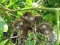 Caesalpinia bonduc の裂開した豆果と種子