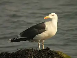 オオカモメ
