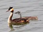 成鳥と雛