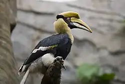 オオサイチョウ