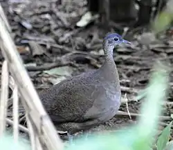 オオシギダチョウ