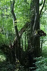 和池の大カツラ（兵庫県香美町）