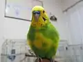 パイド