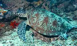 アオウミガメ