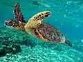 アオウミガメChelonia mydas（ウミガメ科）
