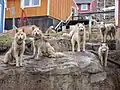 住宅地で飼われている犬ぞり用の犬