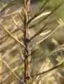 Gremmeniella abientinaの感染により枯死した枝と病原の胞子