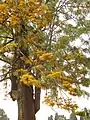 ハゴロモノキの花つき枝