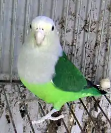 カルカヤインコ