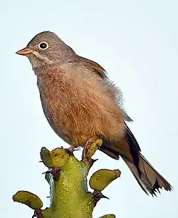 E. buchananiイワバホオジロ