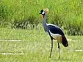 ホオジロカンムリヅル（ウガンダの国鳥）