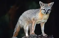 ハイイロギツネU. cinereoargenteus