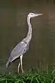 若鳥
