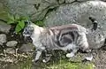 クラシック（ブロッチド）・タビー。