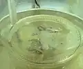 アルキルハライドの溶液を滴下する。