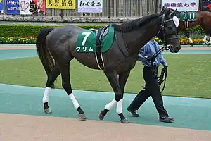 競走馬グリム