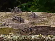 コリドラス・シュワルツィ
