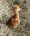 カナダヅルの雛