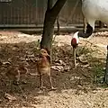 雛