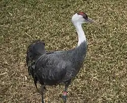 ナベヅル