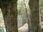 ユソウボクの樹皮