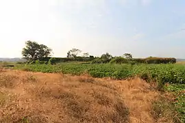 遺跡南