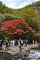 関門山渓谷上流の「楓王」