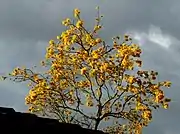 キバナノウゼン、イエロー・トランペットツリー（Handroanthus chrysanthus）