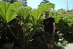 サンフランシスコ植物園で栽培のGunnera tinctoria