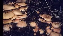 ミドリスギタケ Gymnopilus aeruginosus アメリカではシロシビン検出。北海道、石川県、東京中央区や葛飾区、茨城岩瀬、書籍によって食用。
