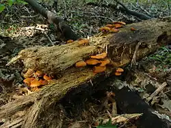 チャツムタケ Gymnopilus liquiritiae 石川県。シロシビンの検出は少量。