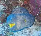 鮮やかな黄色の口腔内を持つアデウツボGymnothorax nudivomer