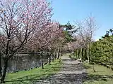 春の桜並木