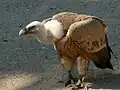 シロエリハゲワシ