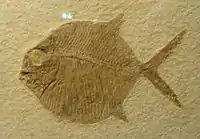 Gyrodus macrophthalmus