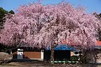 ベニシダレ(三春滝桜の子孫樹)