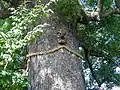 大楠の天狗