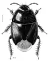 Philopodemus australis