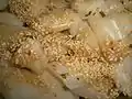 香港の米で作る点心（腸粉）
