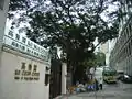 高街9号から、東向きに香港佐治五世紀念公園のガジュマル（榕樹）の老木を眺める。右手に西営盤社区総合大楼が見える。