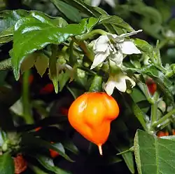 花と実