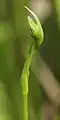 茎の先端に蕾