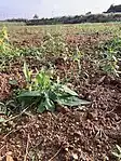 ベニニガナの草姿