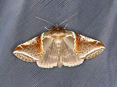 アヤトガリバ Habrosyne pyritoides, デンマーク