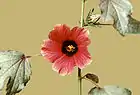 Hibiscus acetosellaグランベリーハイビスカス （アフリカ）