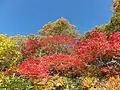 八幡平大沼の紅葉