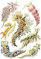 ウミウシ (Nudibranchia)