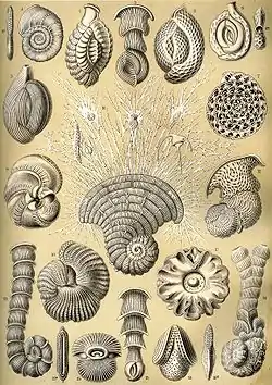 Thalamophora