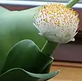 マユハケオモトHaemanthus albiflos